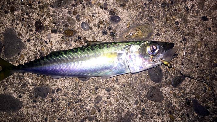 念願の初イカ!茨城鹿嶋の堤防夜釣りでケンサキイカが釣れたよ 念願の初イカ!茨城鹿嶋の堤防夜釣りでケンサキイカが釣れたよ