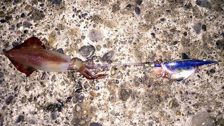 念願の初イカ!茨城鹿嶋の堤防夜釣りでケンサキイカが釣れたよ 念願の初イカ!茨城鹿嶋の堤防夜釣りでケンサキイカが釣れたよ