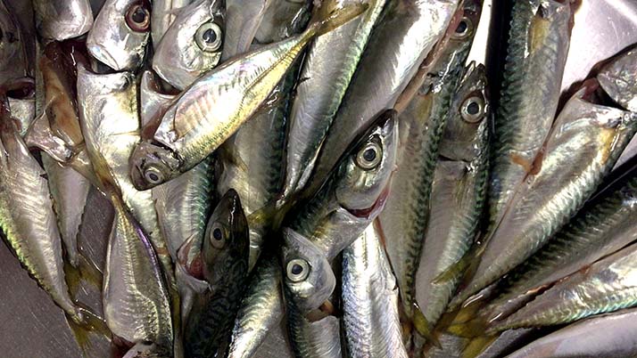 釣ったケンサキイカを捌いて絶品刺身!鯖・アジはしめ鯖と干物にして釣りメシ 釣ったケンサキイカを捌いて絶品刺身!鯖・アジはしめ鯖と干物にして釣りメシ