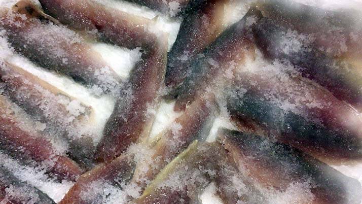 釣ったケンサキイカを捌いて絶品刺身!鯖・アジはしめ鯖と干物にして釣りメシ 釣ったケンサキイカを捌いて絶品刺身!鯖・アジはしめ鯖と干物にして釣りメシ