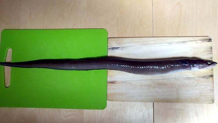 釣ったアナゴで煮穴子と白焼きのあいのせ重!ショウジンガニとカワハギの味噌汁も 釣ったアナゴで煮穴子と白焼きのあいのせ重!ショウジンガニとカワハギの味噌汁も