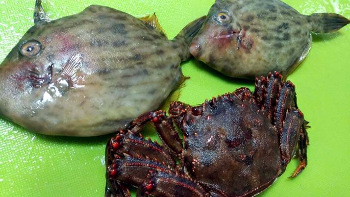 釣ったアナゴで煮穴子と白焼きのあいのせ重!ショウジンガニとカワハギの味噌汁も 釣ったアナゴで煮穴子と白焼きのあいのせ重!ショウジンガニとカワハギの味噌汁も
