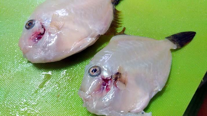 釣ったアナゴで煮穴子と白焼きのあいのせ重!ショウジンガニとカワハギの味噌汁も 釣ったアナゴで煮穴子と白焼きのあいのせ重!ショウジンガニとカワハギの味噌汁も