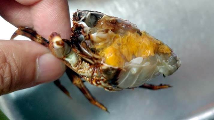 釣ったアナゴで煮穴子と白焼きのあいのせ重!ショウジンガニとカワハギの味噌汁も 釣ったアナゴで煮穴子と白焼きのあいのせ重!ショウジンガニとカワハギの味噌汁も