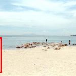 ラマ島(南丫島)で海鮮料理！泰苑魚翅海鮮酒家で格安コース料理に舌鼓