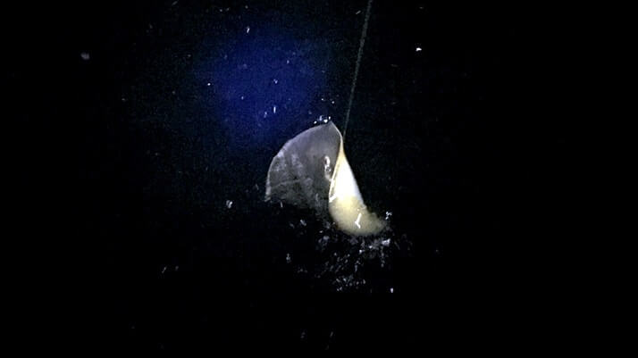 千葉内房堤防夜釣り!メバルにカワハギが釣れるも小物…大物はアカエイ 千葉内房堤防夜釣り!メバルにカワハギが釣れるも小物…大物はアカエイ