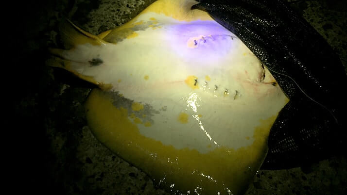 千葉内房堤防夜釣り!メバルにカワハギが釣れるも小物…大物はアカエイ 千葉内房堤防夜釣り!メバルにカワハギが釣れるも小物…大物はアカエイ