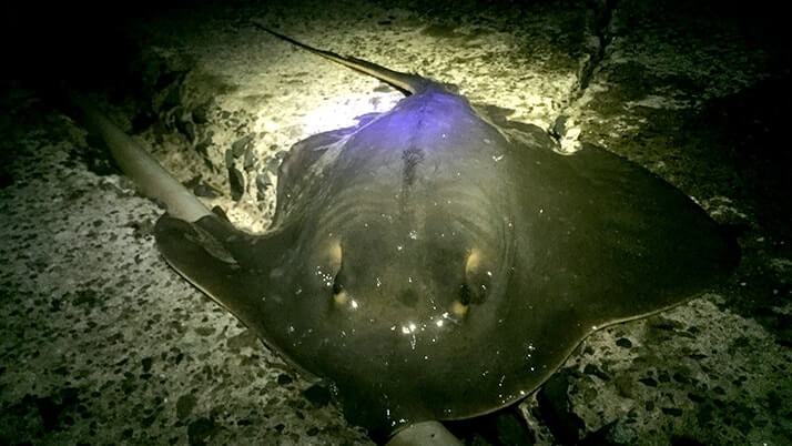 千葉内房堤防夜釣り!メバルにカワハギが釣れるも小物…大物はアカエイ 千葉内房堤防夜釣り!メバルにカワハギが釣れるも小物…大物はアカエイ