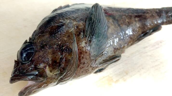 ムラソイの刺身とネギトロ!皮は湯引き!ムラソイは絶品釣り魚 ムラソイの刺身とネギトロ!皮は湯引き!ムラソイは絶品釣り魚