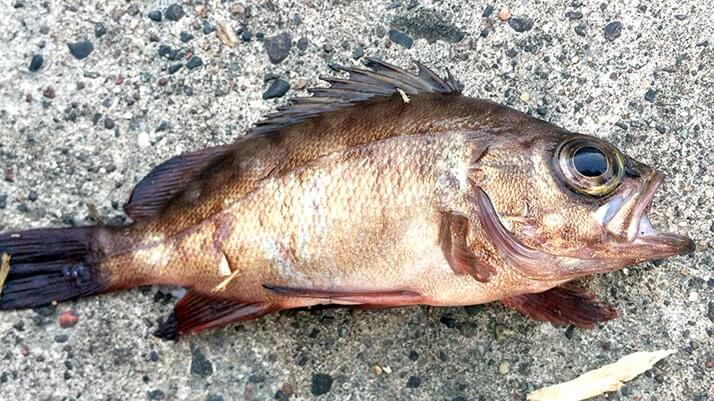 千葉内房堤防夜釣り!メバルにカワハギが釣れるも小物…大物はアカエイ 千葉内房堤防夜釣り!メバルにカワハギが釣れるも小物…大物はアカエイ