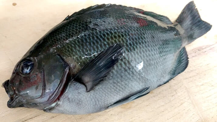 グレ(メジナ)の湯霜・焼霜造り!皮の旨味が◎な刺身【釣り飯】 グレ(メジナ)の湯霜・焼霜造り!皮の旨味が◎な刺身【釣り飯】