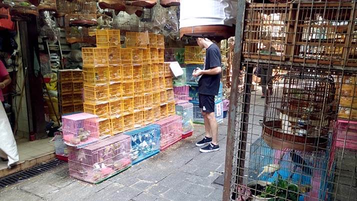 鳥に花に金魚に雑貨！香港の◯◯専門市場街が散策にオススメ！！