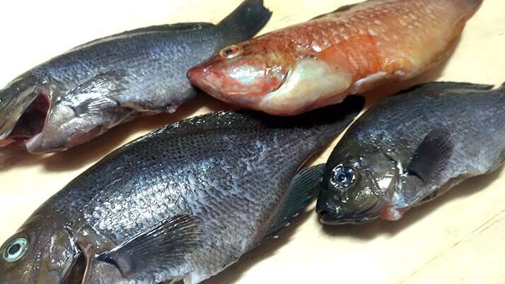 【釣りメシ】グレとベラのバター醤油ムニエルでお手軽一品 【釣りメシ】グレとベラのバター醤油ムニエルでお手軽一品