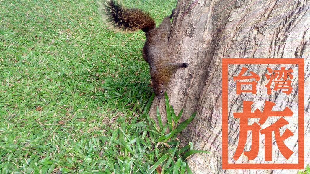 台中公園｜リスに鳥、人が集う都会のオアシスで旅の休憩！