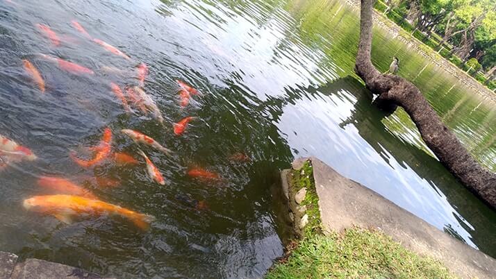 台中公園｜リスに鳥、人が集う都会のオアシスで旅の休憩！