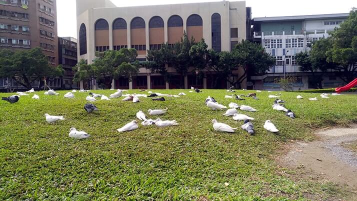 台中公園｜リスに鳥、人が集う都会のオアシスで旅の休憩！