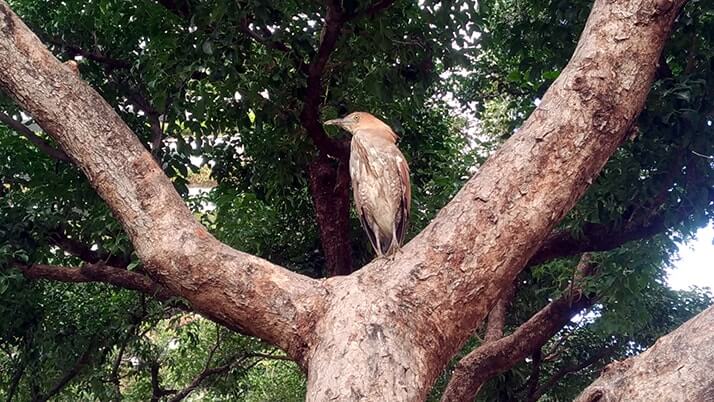 台中公園｜リスに鳥、人が集う都会のオアシスで旅の休憩！