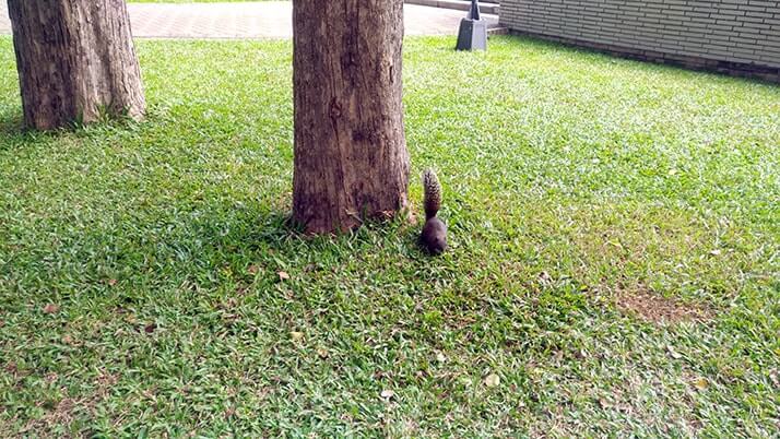 台中公園｜リスに鳥、人が集う都会のオアシスで旅の休憩！