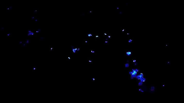 穴釣りでメバルにカサゴ!千葉内房堤防で夜釣りからの朝まずめ狙い 穴釣りでメバルにカサゴ!千葉内房堤防で夜釣りからの朝まずめ狙い