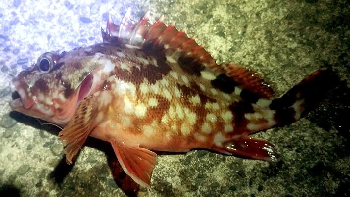 穴釣りでメバルにカサゴ!千葉内房堤防で夜釣りからの朝まずめ狙い 穴釣りでメバルにカサゴ!千葉内房堤防で夜釣りからの朝まずめ狙い