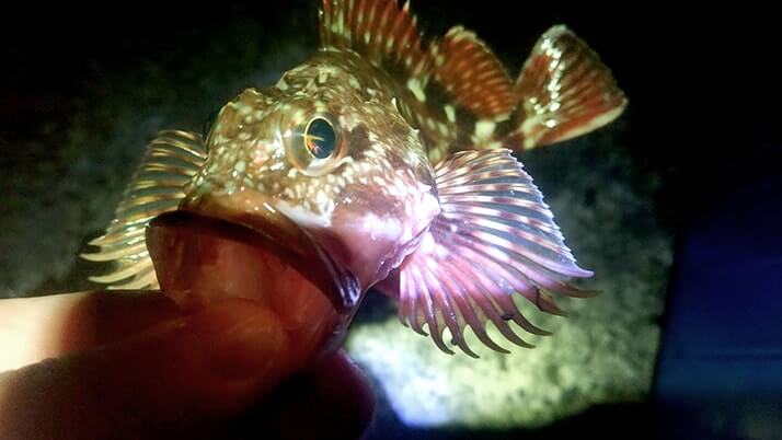 穴釣りでメバルにカサゴ!千葉内房堤防で夜釣りからの朝まずめ狙い 穴釣りでメバルにカサゴ!千葉内房堤防で夜釣りからの朝まずめ狙い