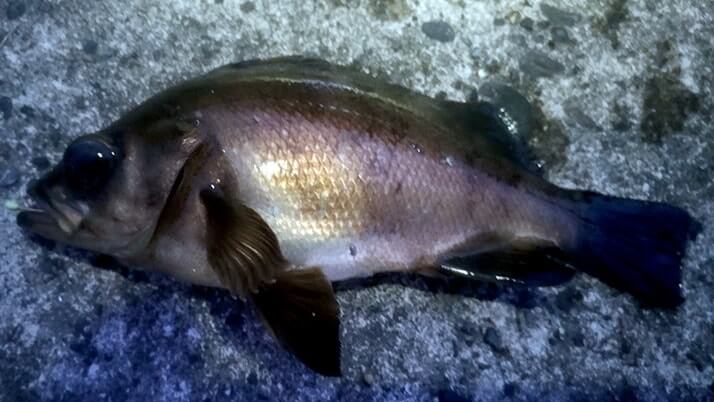 穴釣りでメバルにカサゴ!千葉内房堤防で夜釣りからの朝まずめ狙い 穴釣りでメバルにカサゴ!千葉内房堤防で夜釣りからの朝まずめ狙い