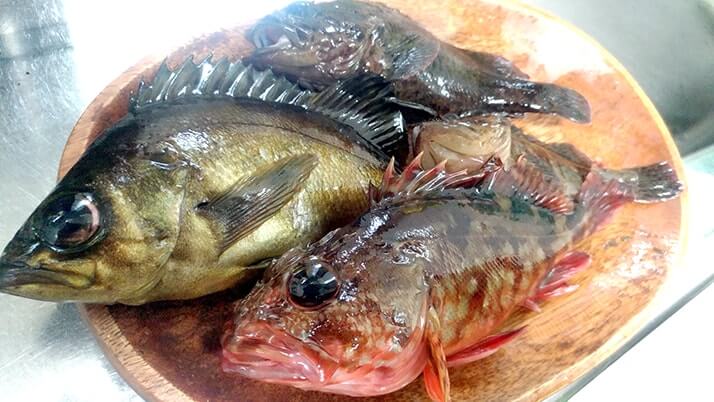 釣ってきたムラソイを味噌汁に!フンドーキンで魚本来の味を引き出す?【釣りメシ】 釣ってきたムラソイを味噌汁に!フンドーキンで魚本来の味を引き出す?【釣りメシ】