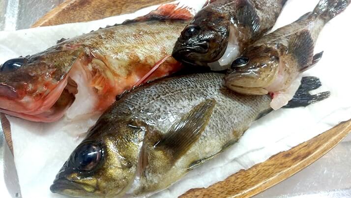 釣ってきたメバルとカサゴで煮つけ!【釣りメシ】 釣ってきたメバルとカサゴで煮つけ!【釣りメシ】