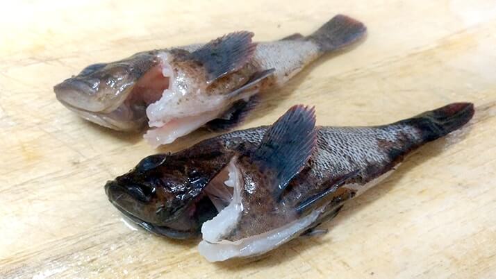 釣ってきたムラソイを味噌汁に!フンドーキンで魚本来の味を引き出す?【釣りメシ】 釣ってきたムラソイを味噌汁に!フンドーキンで魚本来の味を引き出す?【釣りメシ】