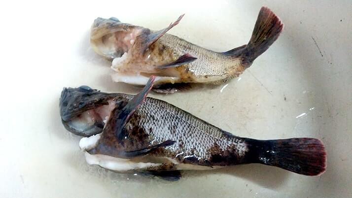 釣ってきたムラソイを味噌汁に!フンドーキンで魚本来の味を引き出す?【釣りメシ】 釣ってきたムラソイを味噌汁に!フンドーキンで魚本来の味を引き出す?【釣りメシ】