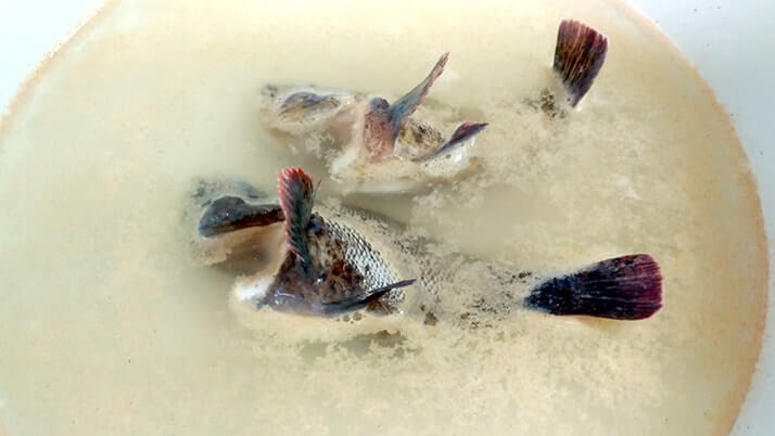 釣ってきたムラソイを味噌汁に!フンドーキンで魚本来の味を引き出す?【釣りメシ】 釣ってきたムラソイを味噌汁に!フンドーキンで魚本来の味を引き出す?【釣りメシ】