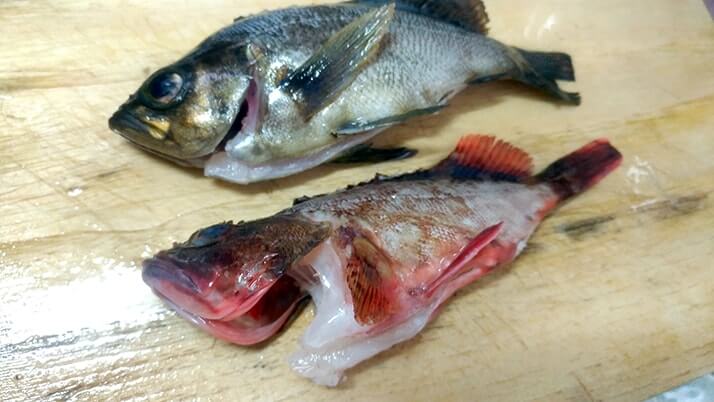 釣ってきたメバルとカサゴで煮つけ!【釣りメシ】 釣ってきたメバルとカサゴで煮つけ!【釣りメシ】