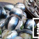 千葉外房堤防で釣った小サバをしめ鯖の手毬寿司と干物に!【釣りメシ】 千葉外房堤防で釣った小サバをしめ鯖の手毬寿司と干物に!【釣りメシ】