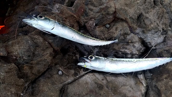 千葉外房鴨川で釣り!青年の家下の磯と江見漁港で小サバ入れ食い 千葉外房鴨川で釣り!青年の家下の磯と江見漁港で小サバ入れ食い