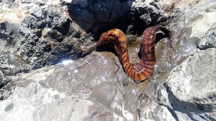 千葉外房鴨川で釣り!青年の家下の磯と江見漁港で小サバ入れ食い 千葉外房鴨川で釣り!青年の家下の磯と江見漁港で小サバ入れ食い