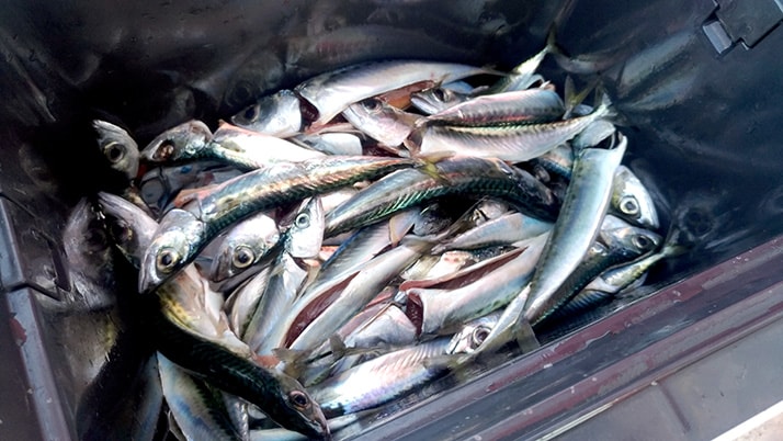 千葉外房鴨川で釣り!青年の家下の磯と江見漁港で小サバ入れ食い 千葉外房鴨川で釣り!青年の家下の磯と江見漁港で小サバ入れ食い