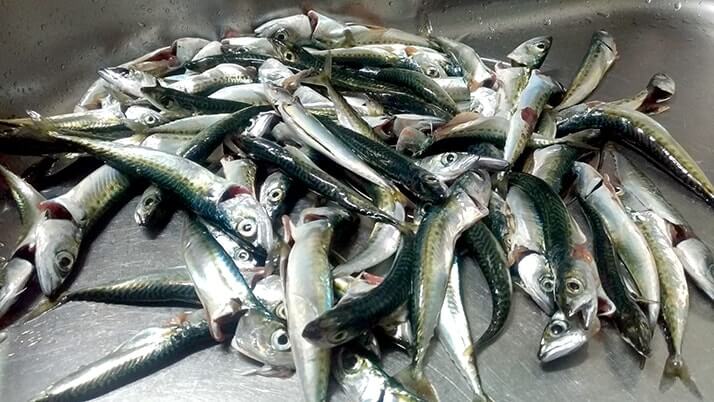 千葉外房堤防で釣った小サバをしめ鯖の手毬寿司と干物に!【釣りメシ】 千葉外房堤防で釣った小サバをしめ鯖の手毬寿司と干物に!【釣りメシ】