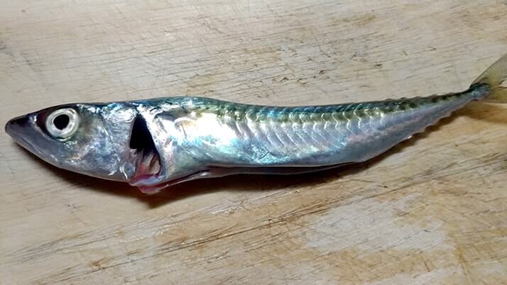 千葉外房堤防で釣った小サバをしめ鯖の手毬寿司と干物に!【釣りメシ】 千葉外房堤防で釣った小サバをしめ鯖の手毬寿司と干物に!【釣りメシ】