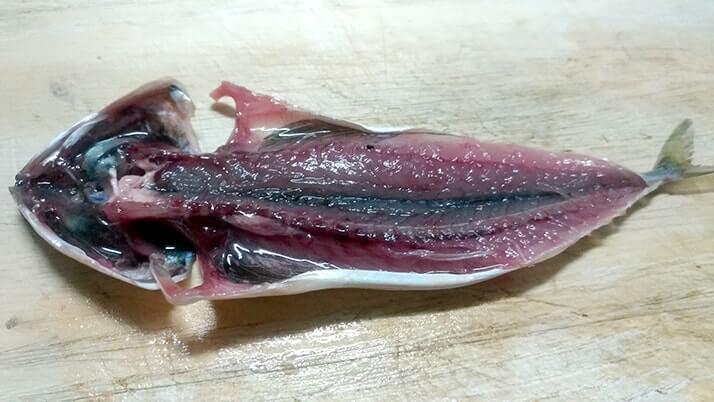 千葉外房堤防で釣った小サバをしめ鯖の手毬寿司と干物に!【釣りメシ】 千葉外房堤防で釣った小サバをしめ鯖の手毬寿司と干物に!【釣りメシ】