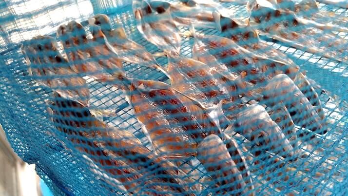 千葉外房堤防で釣った小サバをしめ鯖の手毬寿司と干物に!【釣りメシ】 千葉外房堤防で釣った小サバをしめ鯖の手毬寿司と干物に!【釣りメシ】
