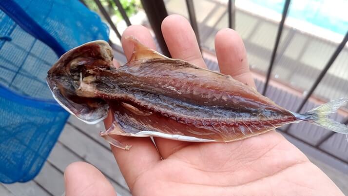 千葉外房堤防で釣った小サバをしめ鯖の手毬寿司と干物に!【釣りメシ】 千葉外房堤防で釣った小サバをしめ鯖の手毬寿司と干物に!【釣りメシ】