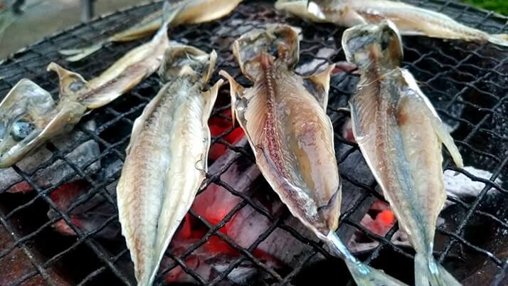 千葉外房堤防で釣った小サバをしめ鯖の手毬寿司と干物に!【釣りメシ】 千葉外房堤防で釣った小サバをしめ鯖の手毬寿司と干物に!【釣りメシ】