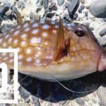 千葉館山自衛隊堤防釣行!釣れる魚種(外道)は豊富も本命ならずの五目釣り 千葉館山自衛隊堤防釣行!釣れる魚種(外道)は豊富も本命ならずの五目釣り