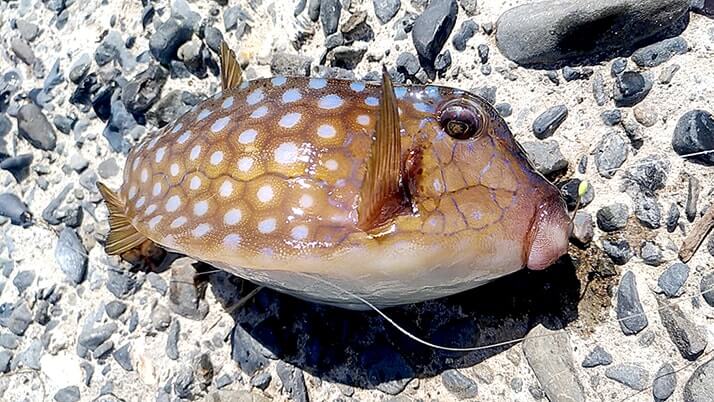 千葉館山自衛隊堤防釣り!釣れる魚種(外道)は豊富も本命ならずの五目釣り 千葉館山自衛隊堤防釣り!釣れる魚種(外道)は豊富も本命ならずの五目釣り