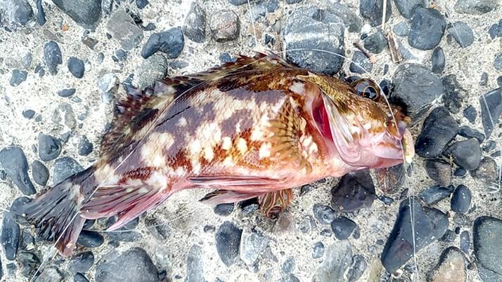 千葉館山自衛隊堤防釣り!釣れる魚種(外道)は豊富も本命ならずの五目釣り 千葉館山自衛隊堤防釣り!釣れる魚種(外道)は豊富も本命ならずの五目釣り