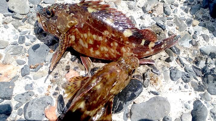 千葉館山自衛隊堤防釣り!釣れる魚種(外道)は豊富も本命ならずの五目釣り 千葉館山自衛隊堤防釣り!釣れる魚種(外道)は豊富も本命ならずの五目釣り