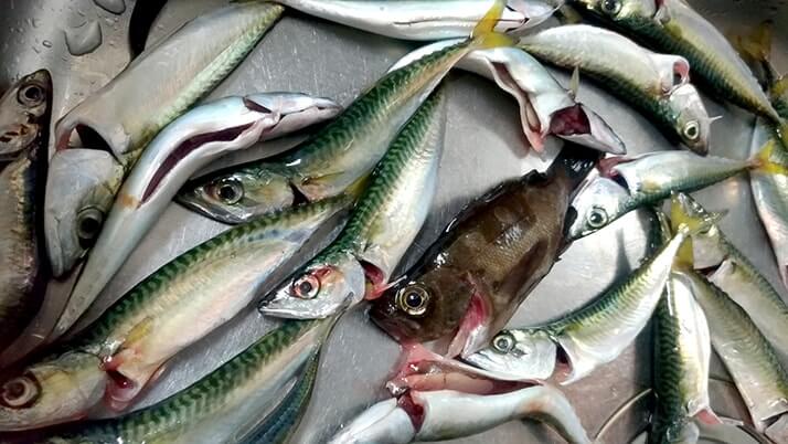 釣りたて小サバ・イワシの絶品フライ!千葉内房堤防で釣った魚を食す 釣りたて小サバ・イワシの絶品フライ!千葉内房堤防で釣った魚を食す