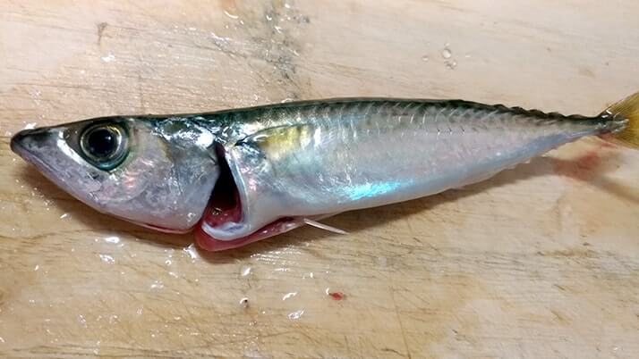 釣りたて小サバ・イワシの絶品フライ!千葉内房堤防で釣った魚を食す 釣りたて小サバ・イワシの絶品フライ!千葉内房堤防で釣った魚を食す