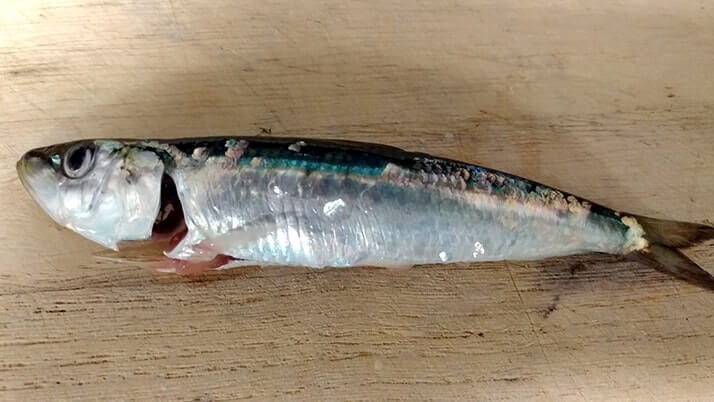 釣りたて小サバ・イワシの絶品フライ!千葉内房堤防で釣った魚を食す 釣りたて小サバ・イワシの絶品フライ!千葉内房堤防で釣った魚を食す