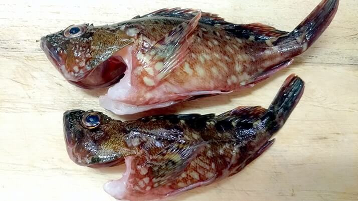 釣ったカサゴを素揚げに!骨まで食べるためのさばき方を試してみた 釣ったカサゴを素揚げに!骨まで食べるためのさばき方を試してみた